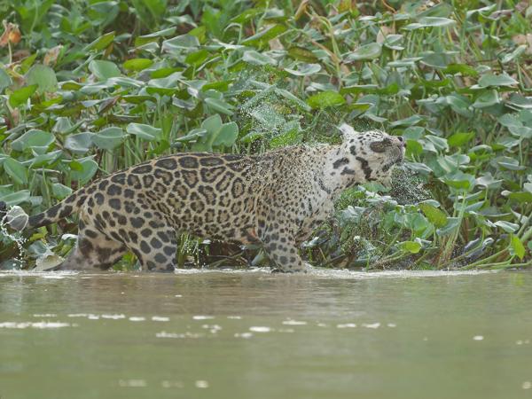 Jaguar (Panthera onca)